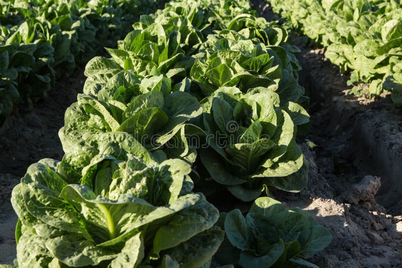 Lettuce Growing Rows Southern California Agriculture Farm Stock Photos