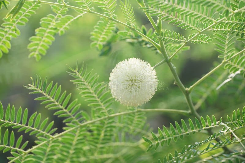 Leucaena glauca flower in nature garden