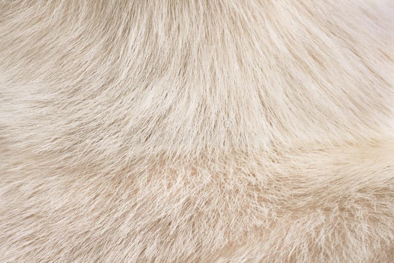 Fur Animal Texture of Dog Light Brown Background Stock Photo - of long, bright: 223687616