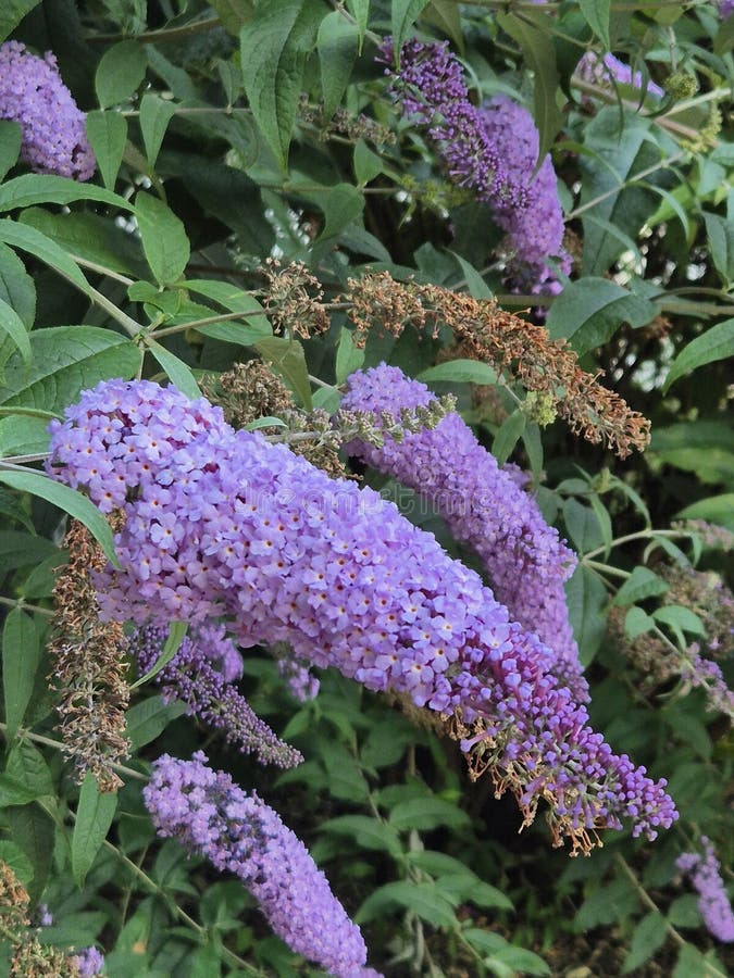 Close-Up of Lilac Buddleia Flower Cluster stock photos