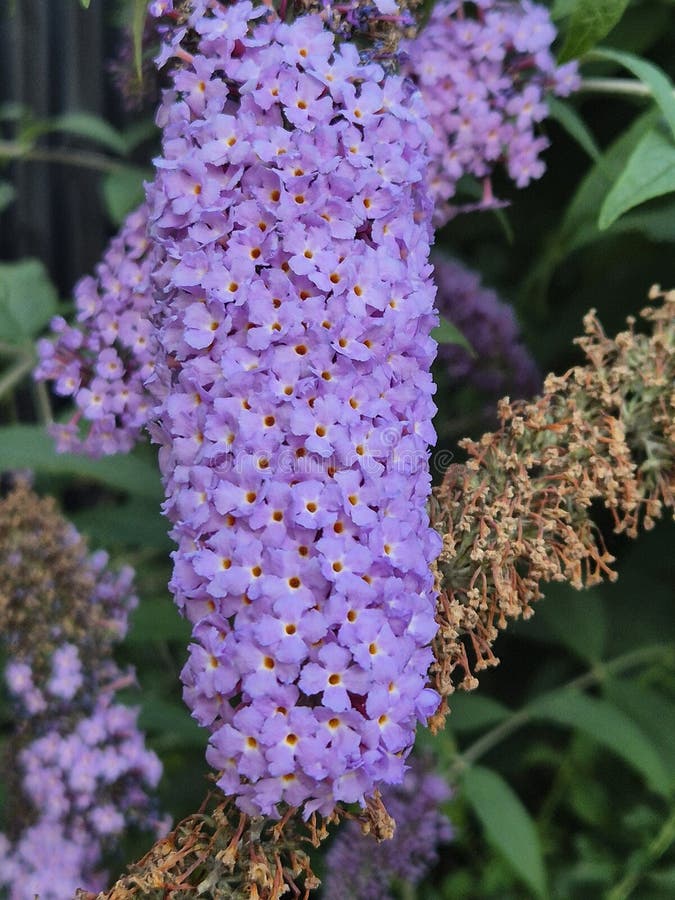 Close-Up of Lilac Buddleia Flower Cluster stock photography