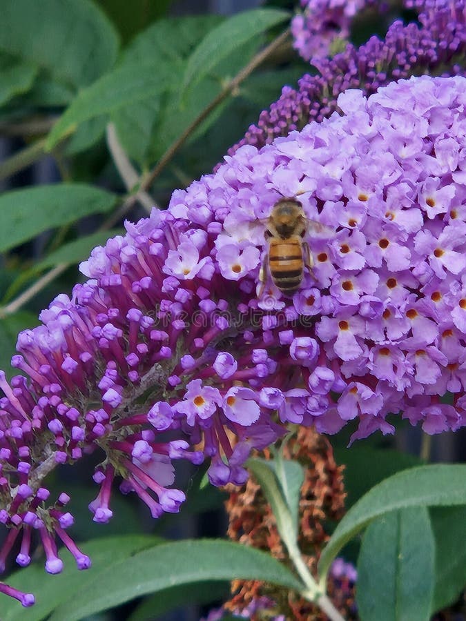 Close-Up of Lilac Buddleia Flower Cluster stock photos