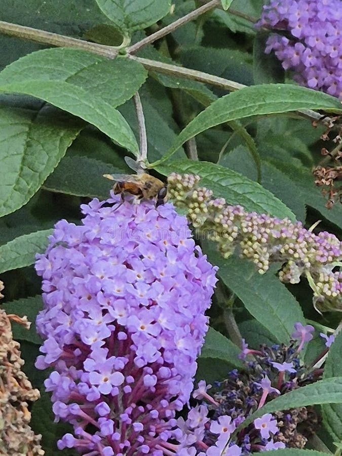Close-Up of Lilac Buddleia Flower Cluster stock photos