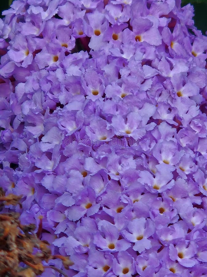 Close-Up of Lilac Buddleia Flower Cluster stock photo