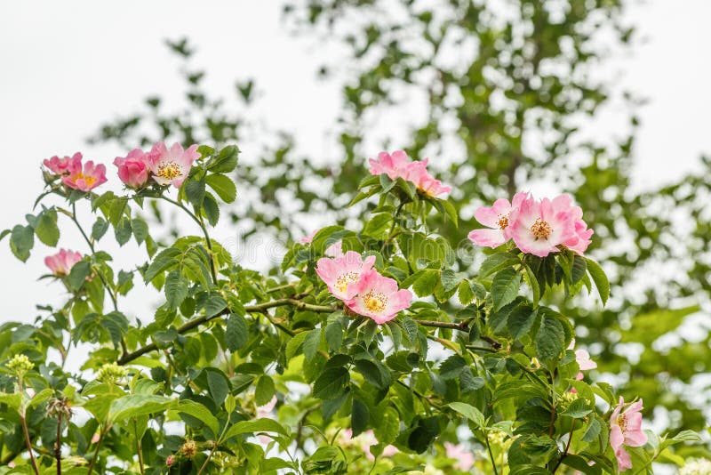 Close-up of lilac pink flowers Rosa rubiginosa