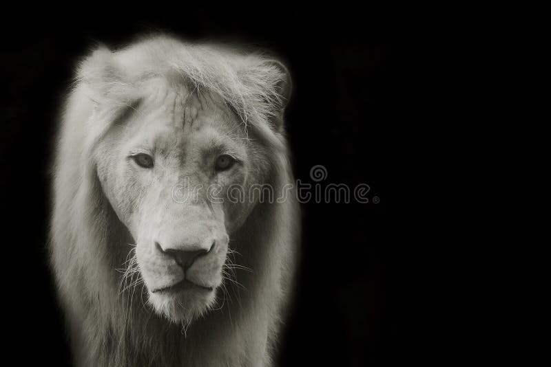 Black Background Hd Lion Images