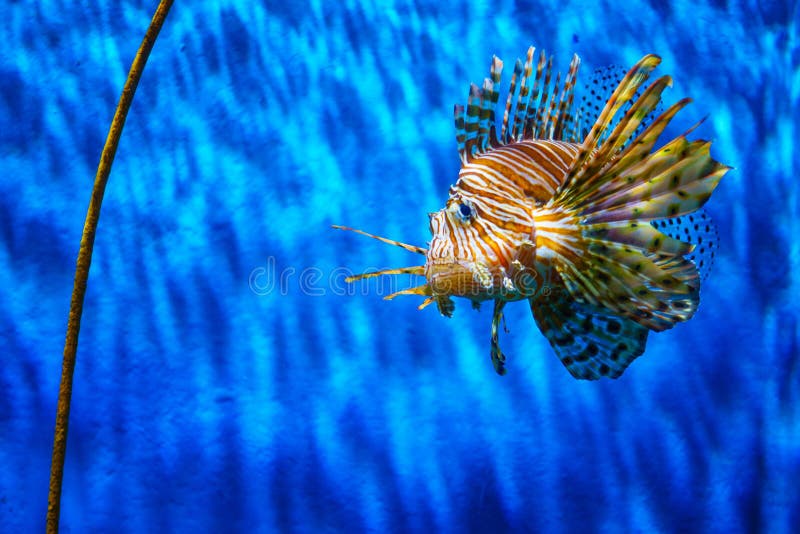 Close up lion fish in aquarium with blue background stock images