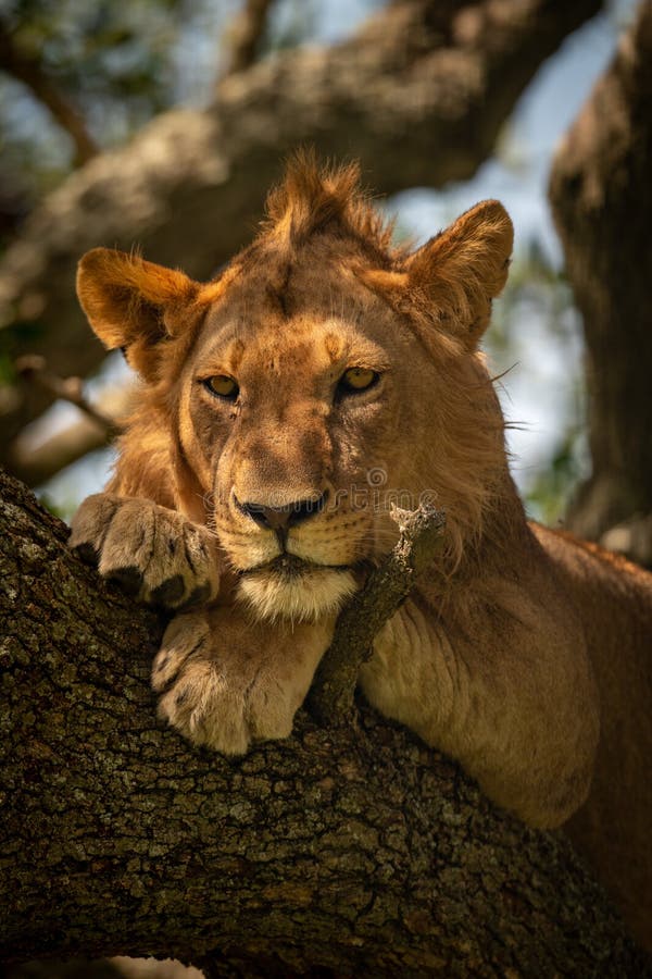 1,793 Lion Looking Up Photos Free & RoyaltyFree Stock Photos from