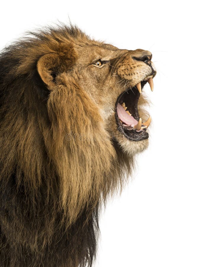 Close-up of a Lion roaring, Panthera Leo, 10 years old, isolated stock image
