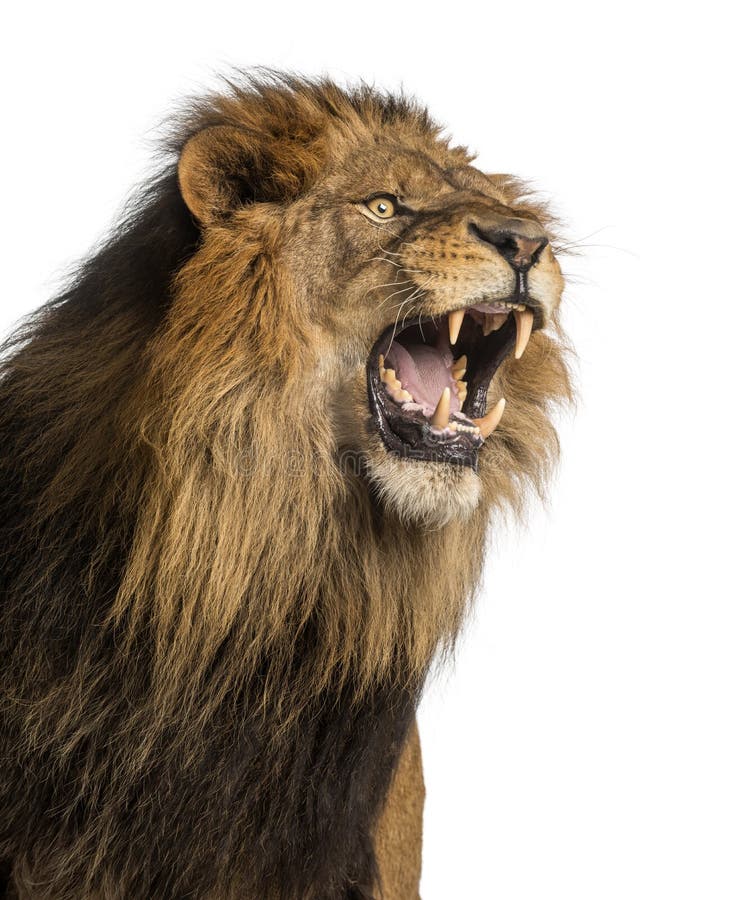 Close-up of a Lion roaring, Panthera Leo, 10 years