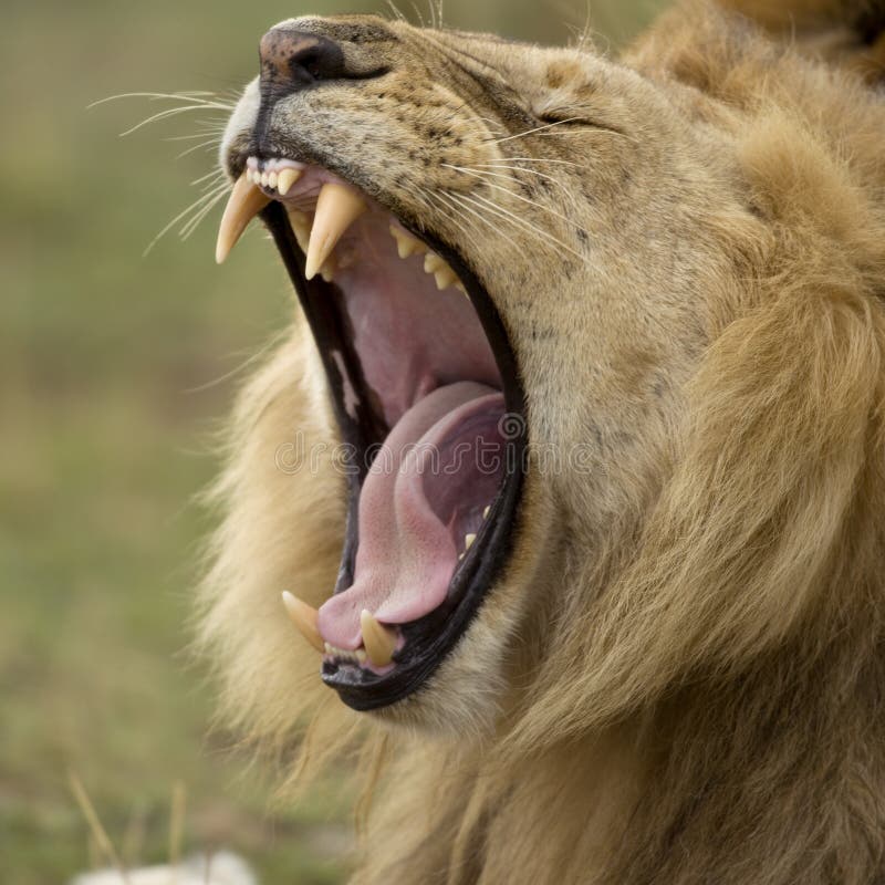 Close-up of Lion yawning, Serengeti National Park