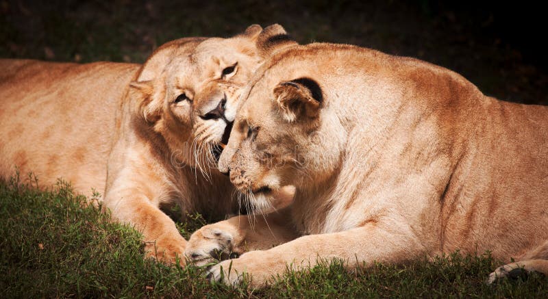Close-up of Lioness stock photos