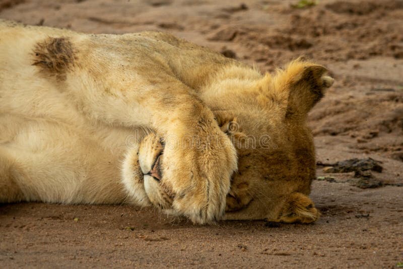 911 Lioness Paw Stock Photos - Free & Royalty-Free Stock Photos from ...