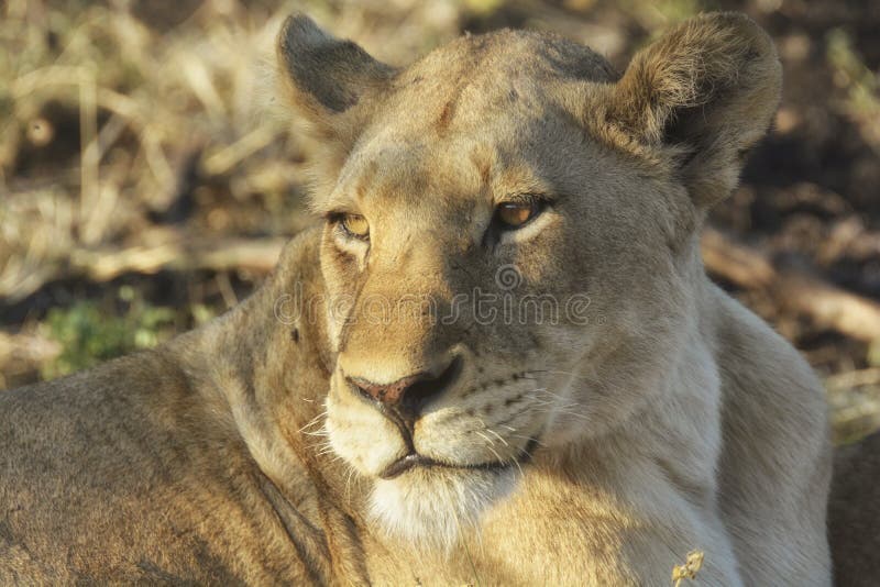 Close-up of lioness with sunlight in her eyes royalty free stock image Close-up of lioness with sunlight in her eyes royalty free stock image