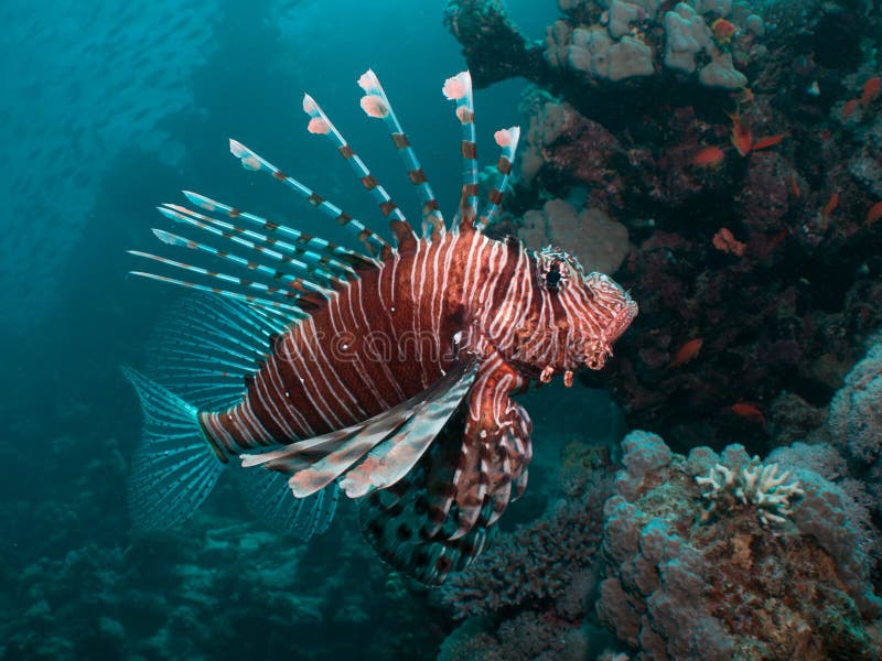 Close-up of a Lionfish