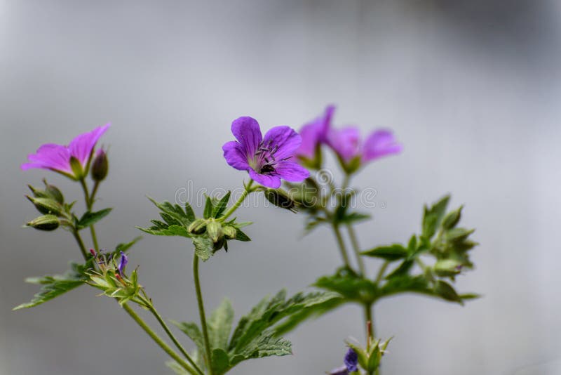 Mixed Flowerbed Stock Images Download 811 Royalty Free Photos