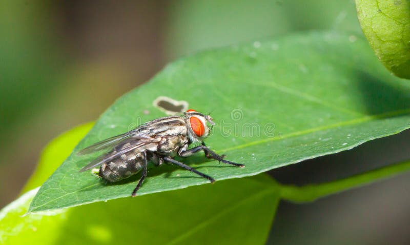 Close up Little single Housefly