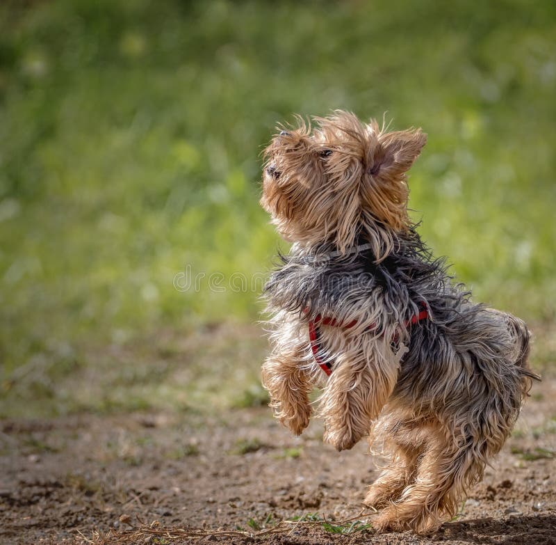 Close Up of a Little Yorkshire Terrier Playing and Jumping Stock Photo