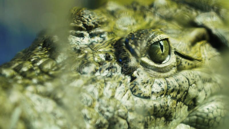 Close-up of a live alligator, crocodile or caiman in the water. Reptile behind the glass
