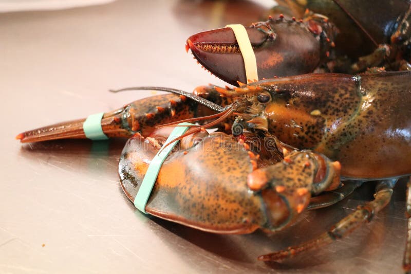 Close Up of a Live Lobster with Claws Taped Shut Stock Photo Image of