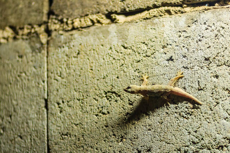 Close up lizard on the brick wall at night. Abstract background
