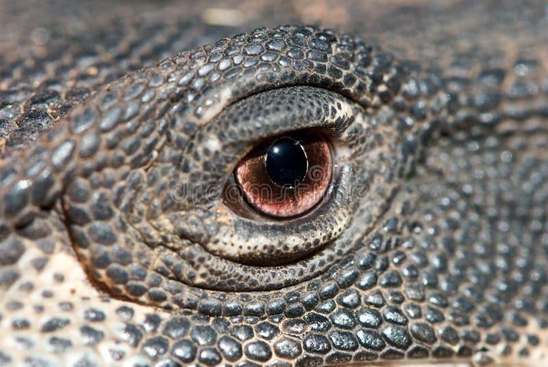 Close up of lizards eye