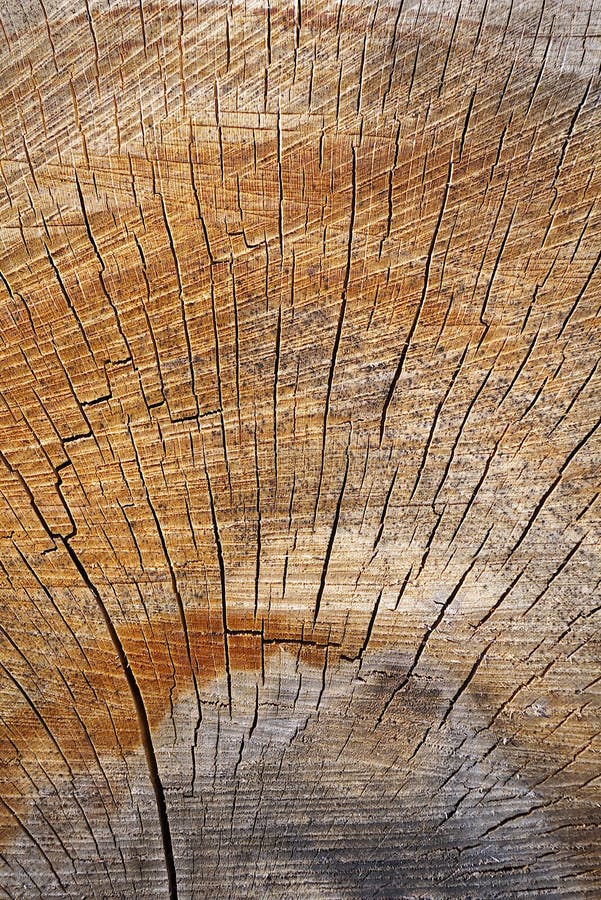 Close-up of a Log