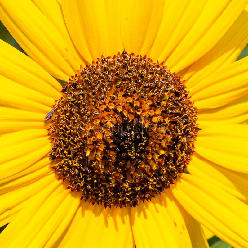 Close up Lone Sunflower disc florets with blurred background