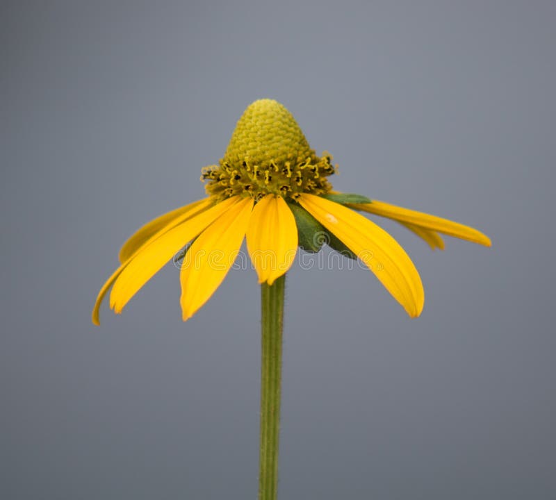 Close-Up View Of A Black Eyed Susan stock image Close-Up View Of A Black Eyed Susan stock image