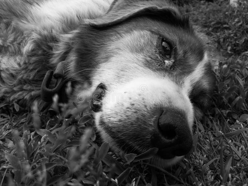 A close up look at the dog`s head as he lies on the grass. A sad look from a sick animal