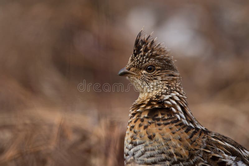 Ruffed grouse portrait stock photos
