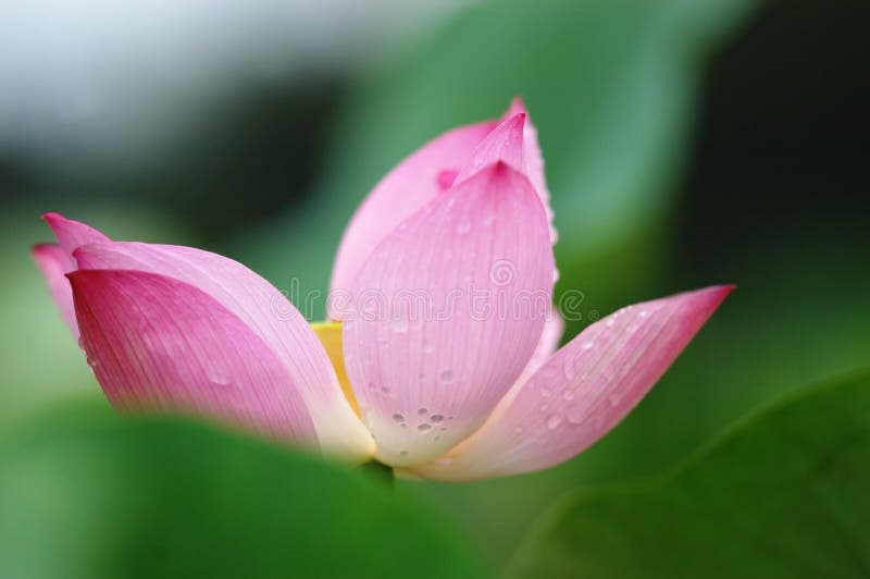 Close-up lotus