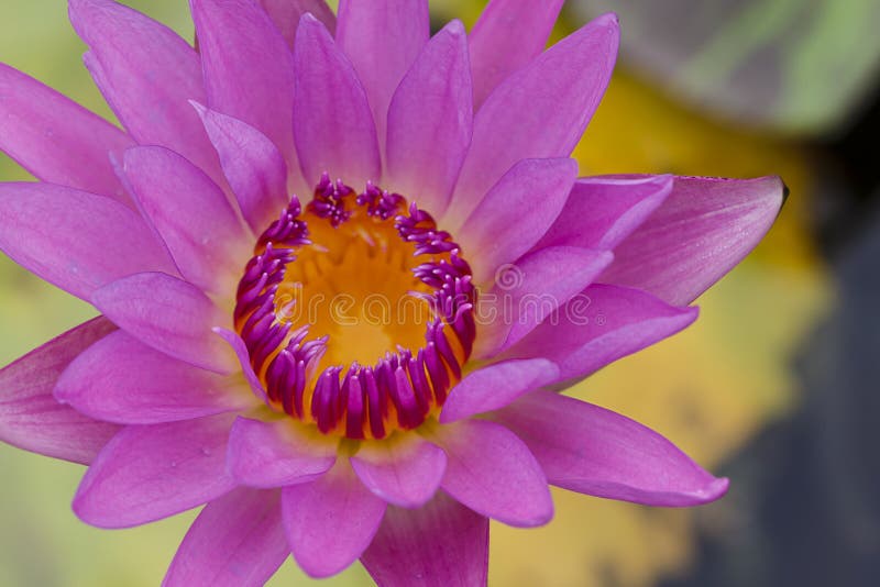 Close up Lotus flower