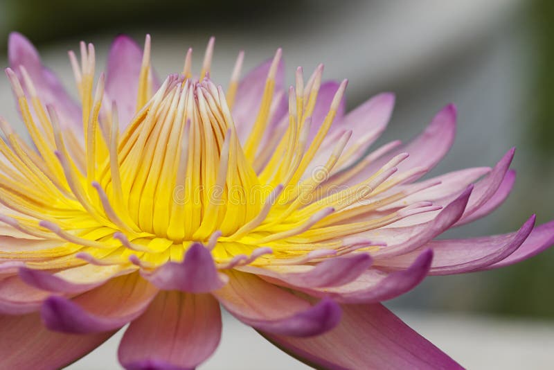 Close up Lotus flower