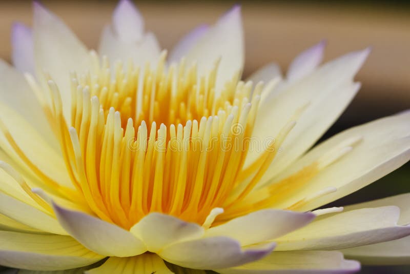 Close up Lotus flower