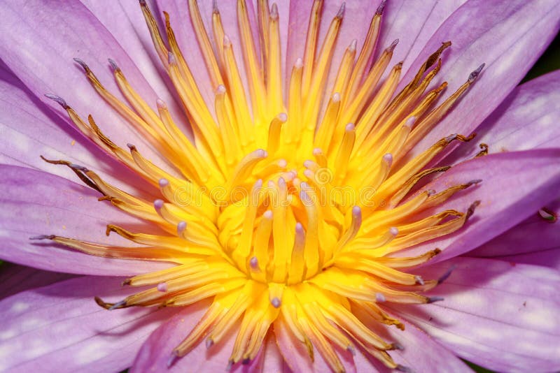 close up lotus flower yellow and purple color is so beautiful