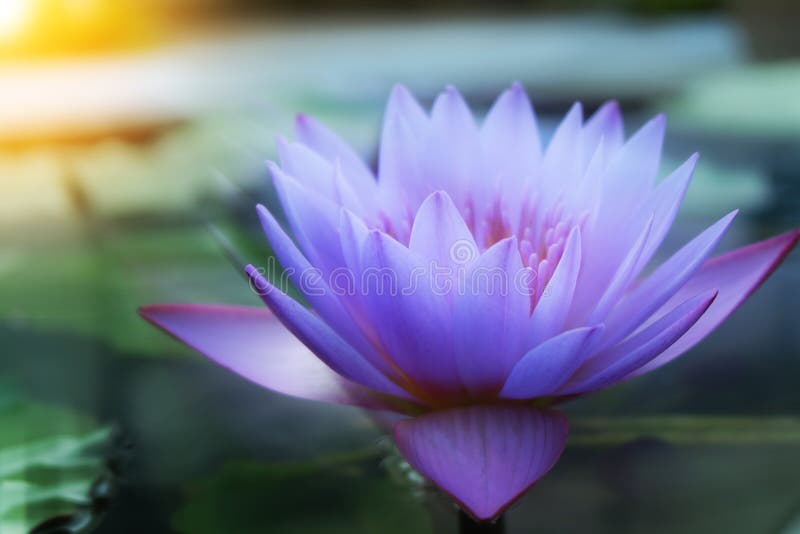 Close up lotus flowers.