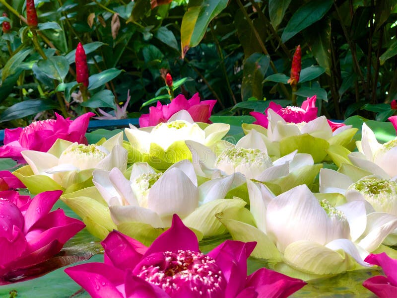 Close-Up, lotus green pod and soft pink & white lotus petals against foliage