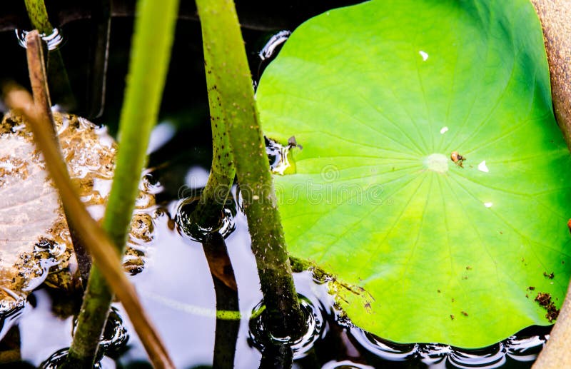 Close up lotus leaf on the black swamp stock photos