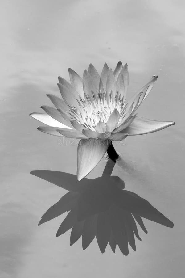 Close up of Lotus with reflection on water as black and white