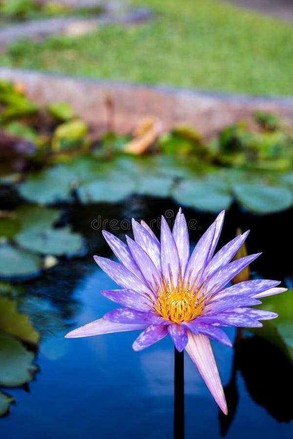 A close-up of Lotus flower with bees inside. A close-up of Lotus flower with bees inside