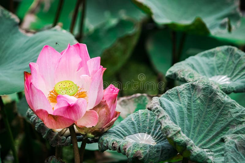 A close-up of Lotus flower with bees inside. A close-up of Lotus flower with bees inside