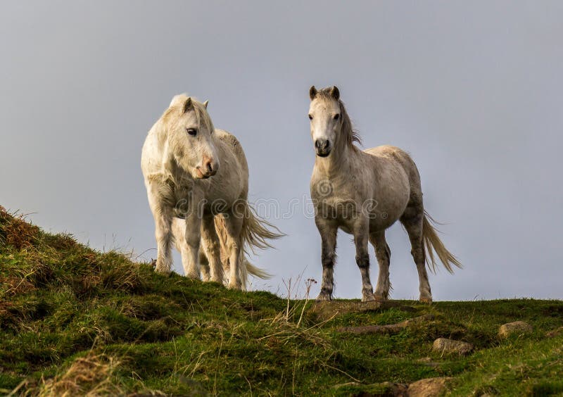 Close up from low angle of pair of wild white ponies royalty free stock photos Close up from low angle of pair of wild white ponies royalty free stock photos