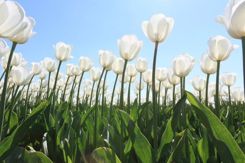 Closeup of White Tulips Against a Blue Sky Stock Image Image of flower, easter 98982789