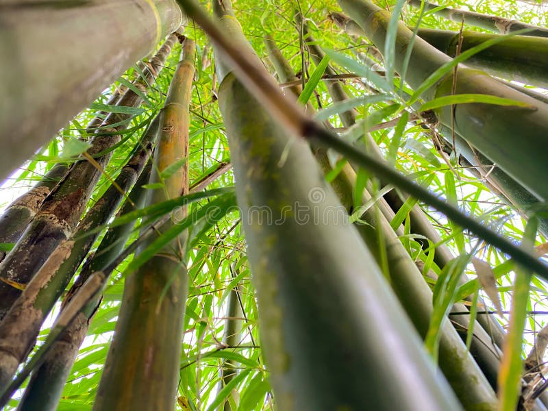 Close Up and Low View of Bamboo Tree Trunks and Leaves Blowing in the