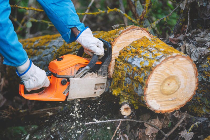 Close Up of a Lumberjack Cutting Old Wood with a Chainsaw. Stock Photo