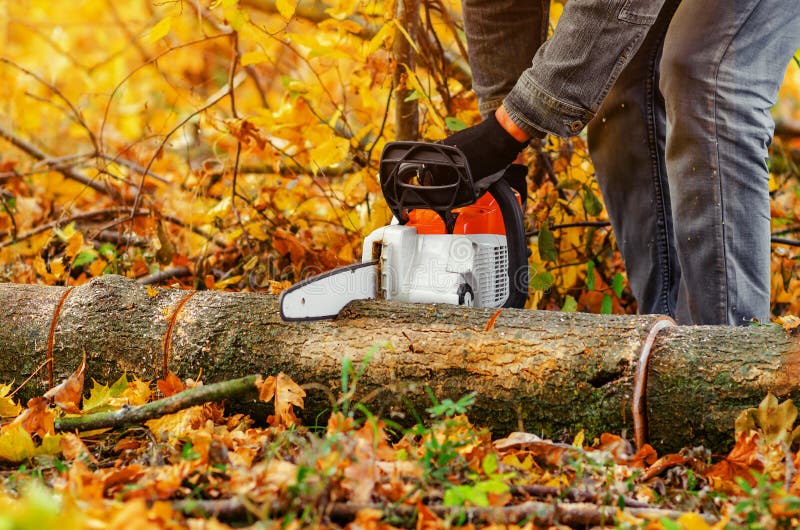 Close Up of a Lumberjack Cutting Old Wood with a Chainsaw Stock Photo