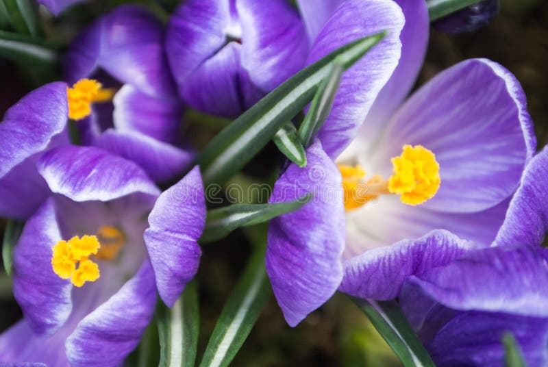 Close-up of lush vibrant violet crocuses