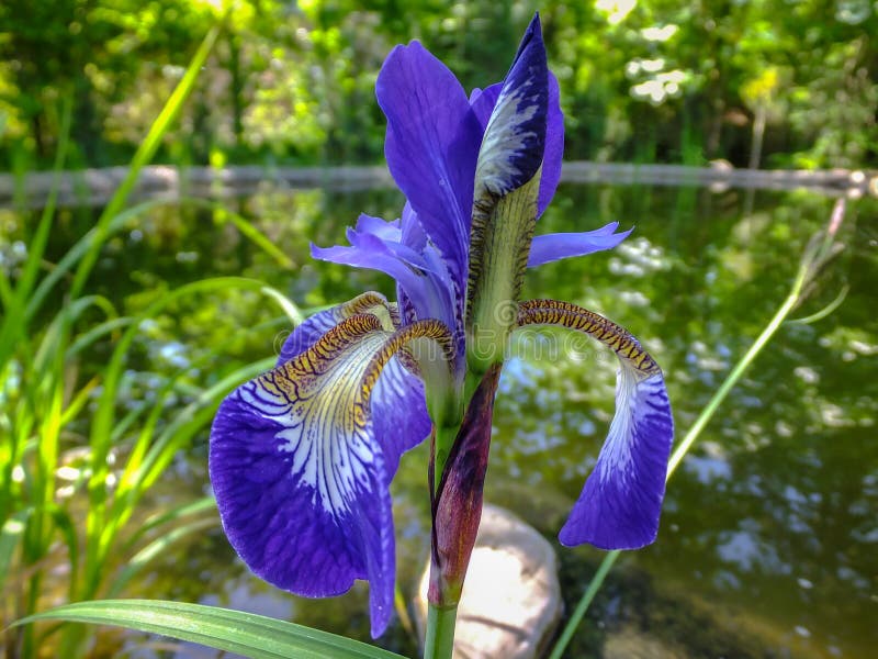 Close-up of luxurious blue Siberian Iris Iris sibirica against blurred background of garden pond. Iris is perennial plant with stock photos Close-up of luxurious blue Siberian Iris Iris sibirica against blurred background of garden pond. Iris is perennial plant with stock photos
