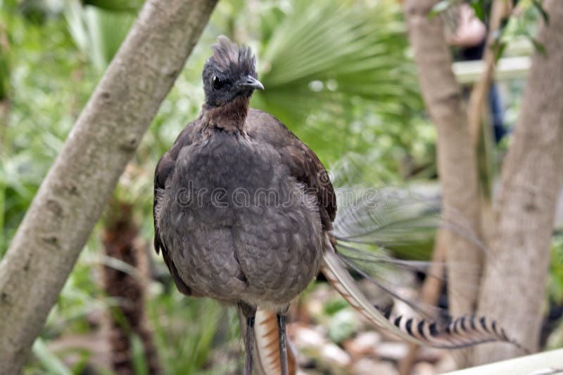 A lyre bird